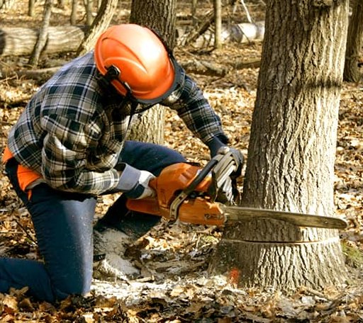 Tree Removal in Newport, NY